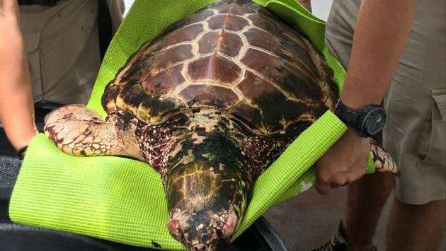 Rescued Sea Turtles Recover at Xcaret's Turtle Hospital